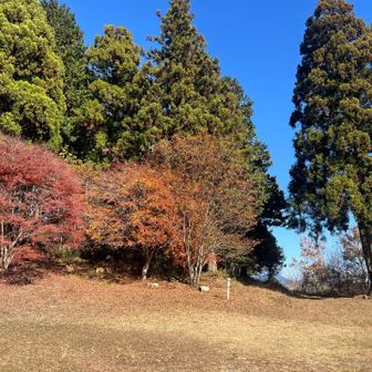 広場の紅葉