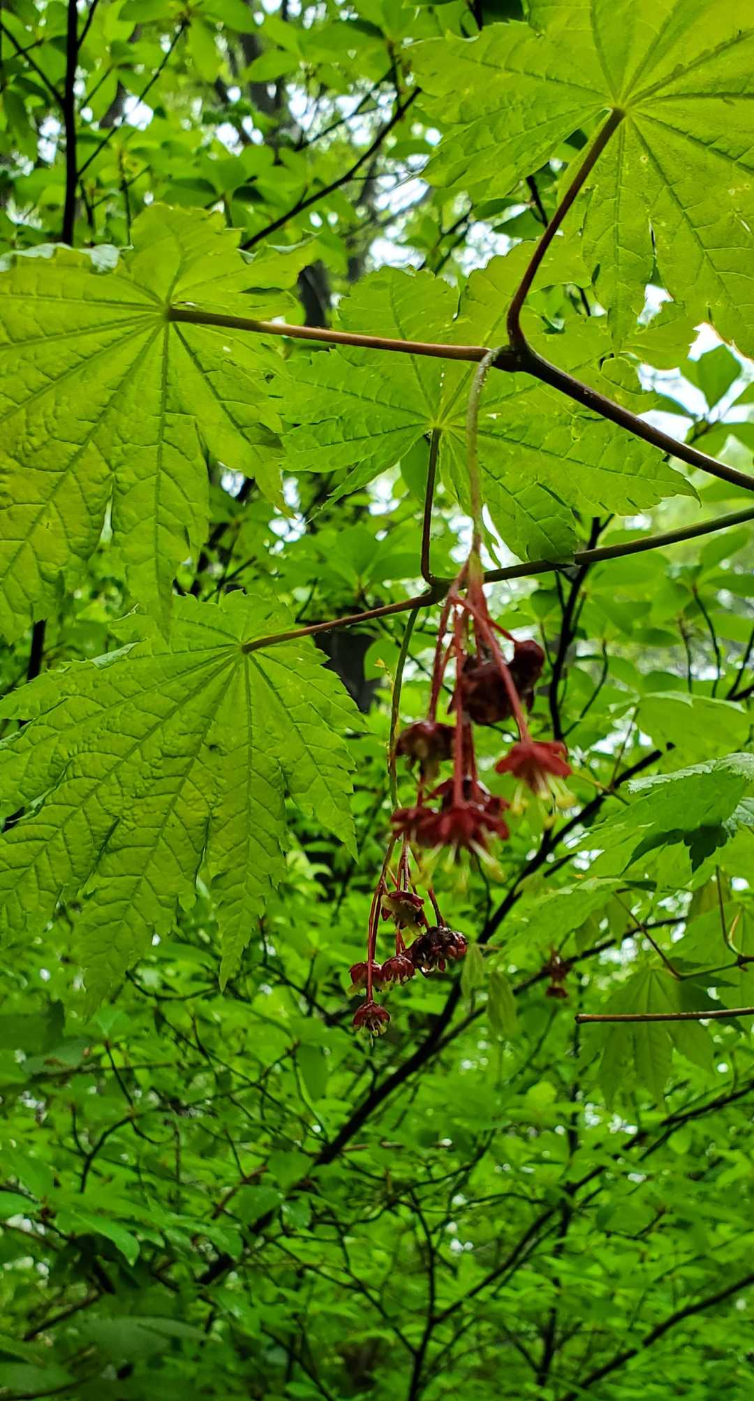 ハウチワカエデの🌷