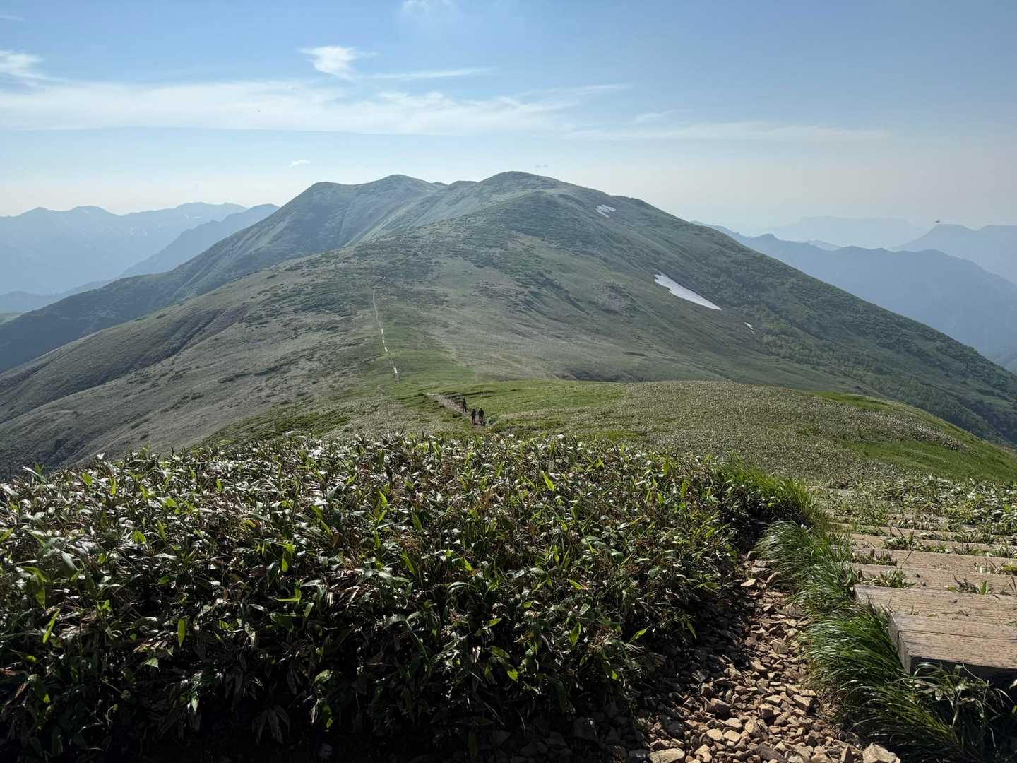 仙ノ倉山⛰️は正面の稜線上。
もはやビクトリーロードにしか見えない🤩

しかも天空のお花畑エリアがこの稜線🌸
久しぶりにミツバチモード🐝全開ですよ😤