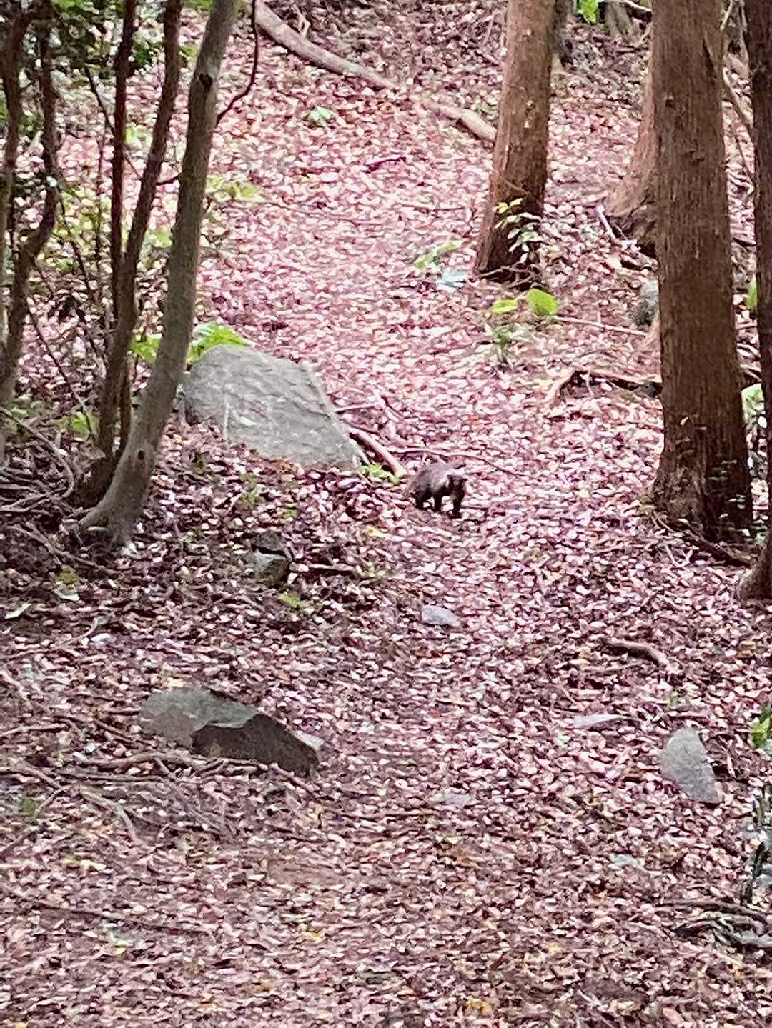 ん？🤔
アナグマ🦡
