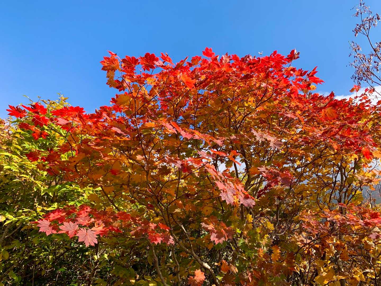 青空と紅葉🍁