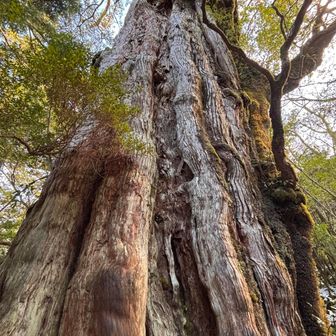 初手の屋久杉に圧倒😮