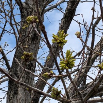 コナラも元気に芽吹いてる
周りに友達がいっぱいできて良かったね👍️