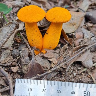 ハナガサイグチ
鮮やかなオレンジ色
ワンペアー🍄🍄