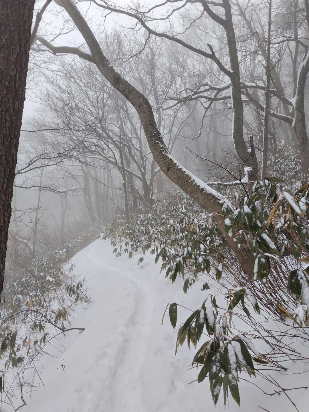 女夫松登山口-孫三瓶山 往復コースの写真