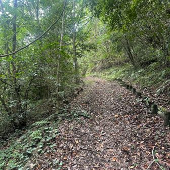 道が山っぽい感じに
