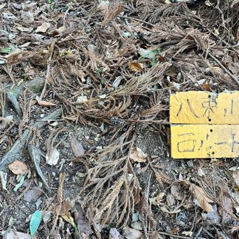 八束山に向かいます