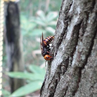 浄土松公園を山歩します。
オオスズメバチが3匹くらい飛び交っていました🐝

私は刺されたことがないので呑気に写真を撮っていますが真似しない方が良いと思います。