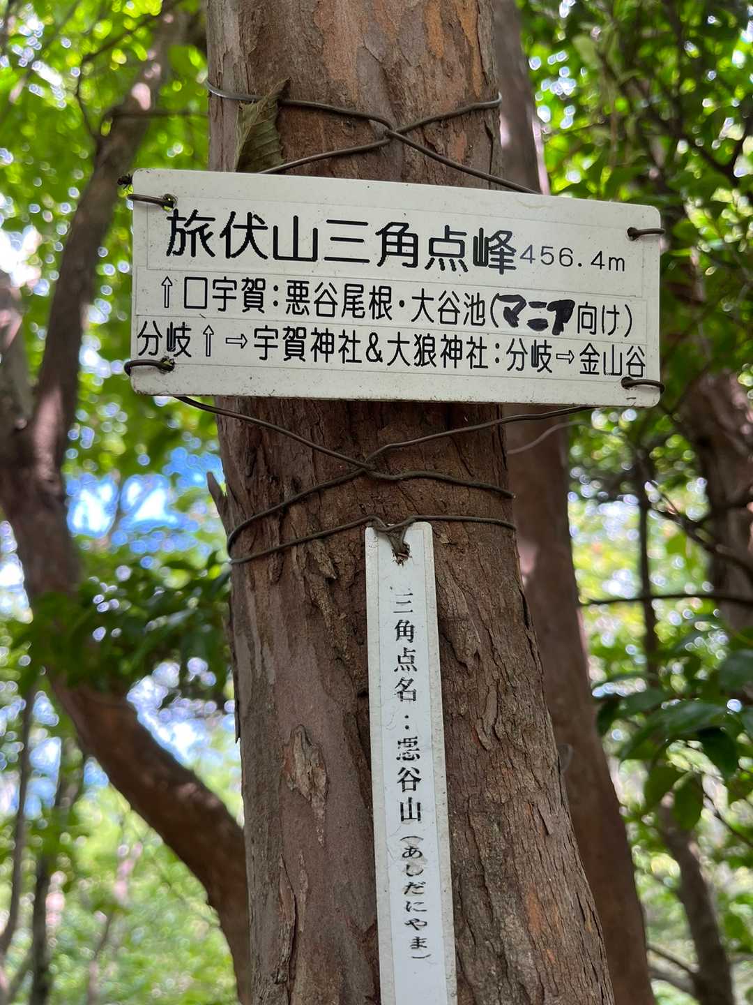 マニア向け！って、面白い😻