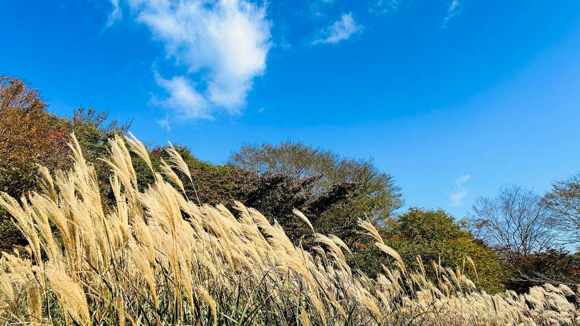 大膳原のススキ🌾 
今が見頃で綺麗だろうなぁ✨