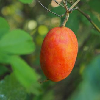色の少ない冬にカラスウリの朱色は目を惹く