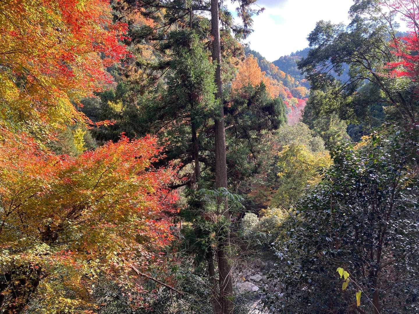 紅葉🍁