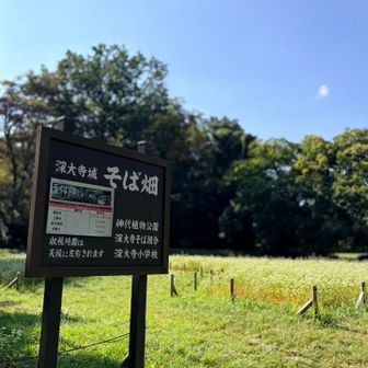 蕎麦畑✨️