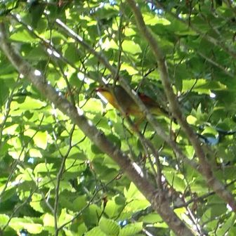 このトロピカルな鳥、外来種？