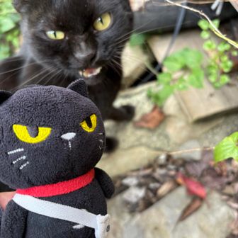 仲間っていいニャン🐈‍⬛
と言ったかどうかは不明🫥