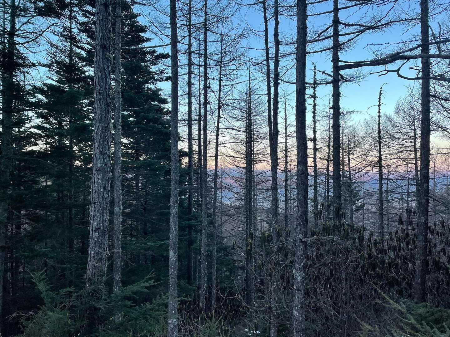 美濃戸口登山口-御小屋山-阿弥陀岳 往復コースの写真