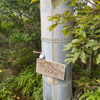 向かいの山の佐野山到着‼️ここには電柱がありました。