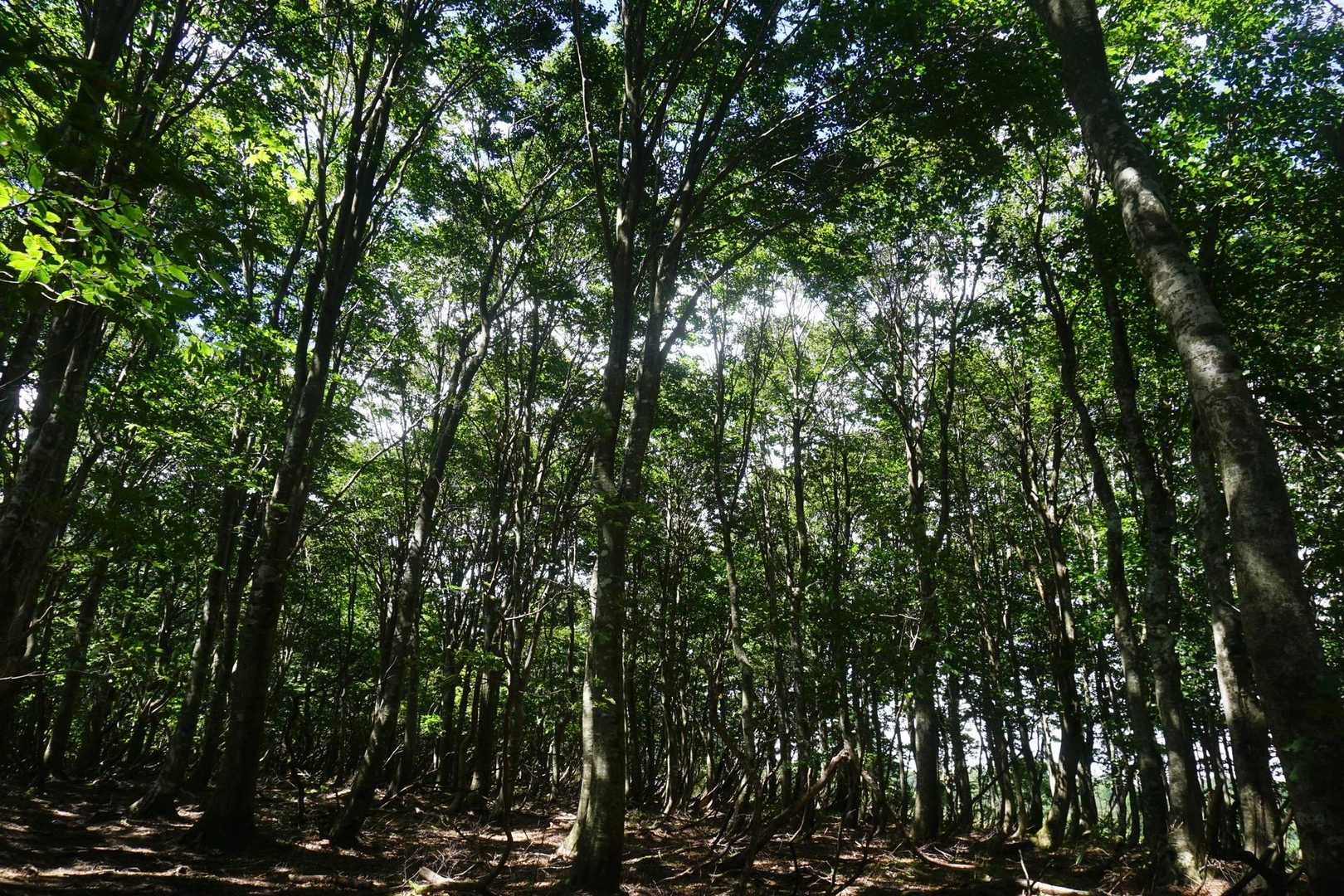 ここのブナ林は素晴らしい🌳