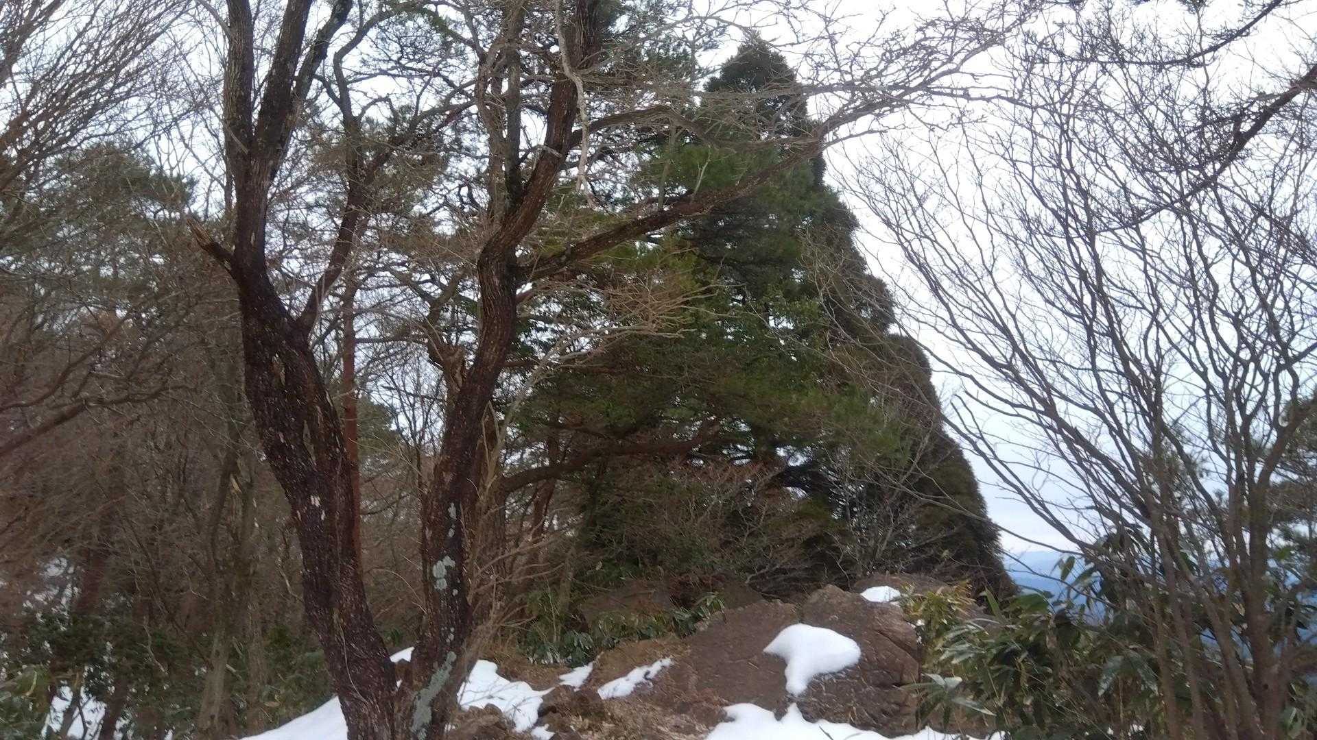 この杉かな