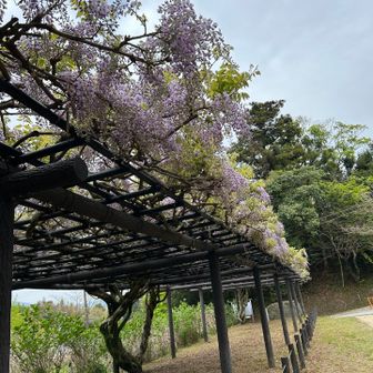 藤の花も咲き出していました🪻武蔵寺（ぶぞうじ）では4/19に藤供養会？藤まつり？が行われるようです。境内は犬お断りなので　もう少し藤が咲いたら　犬🐶たちはお留守番で見にきたい！