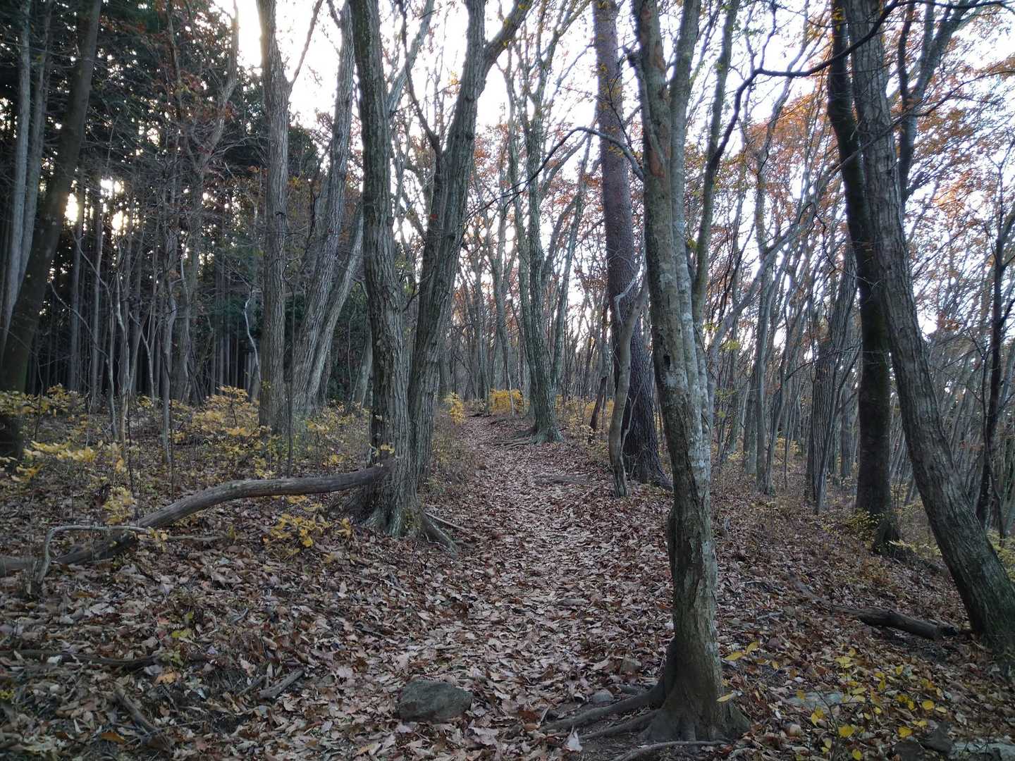 堂平山-七重峠-笠山峠-笠山 往復コースの写真
