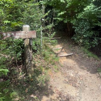 赤猿峠
山頂には向かわずに広見林道へ