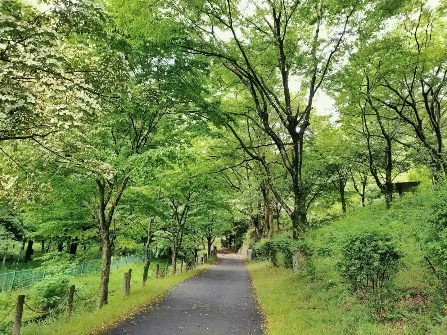 緑まぶしい文殊の森🌳
良い山行になりそうです。
よろしくお願いします。