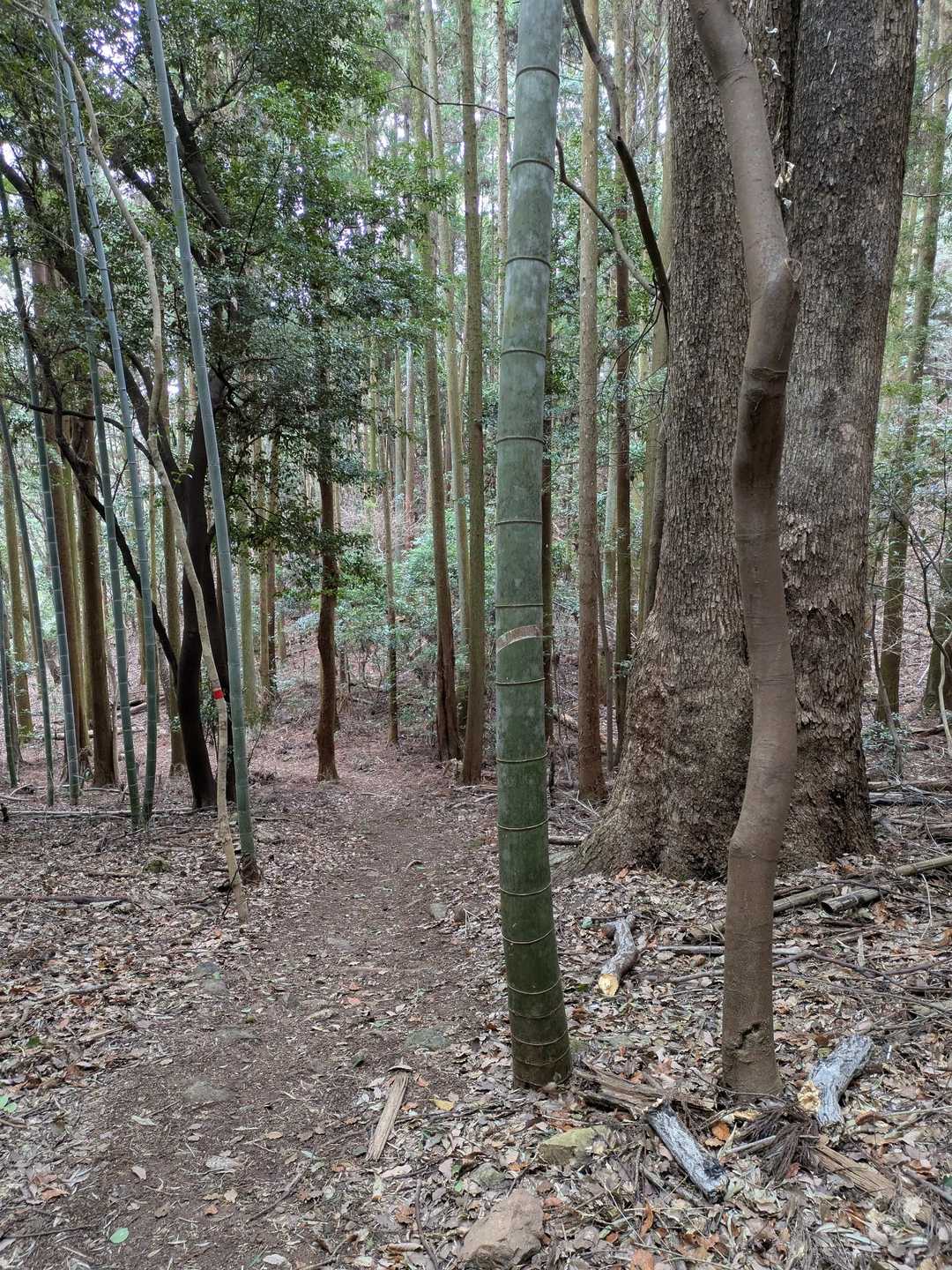 竹林になれば後少しで登山口
整備されてる方に感謝します😊🎶