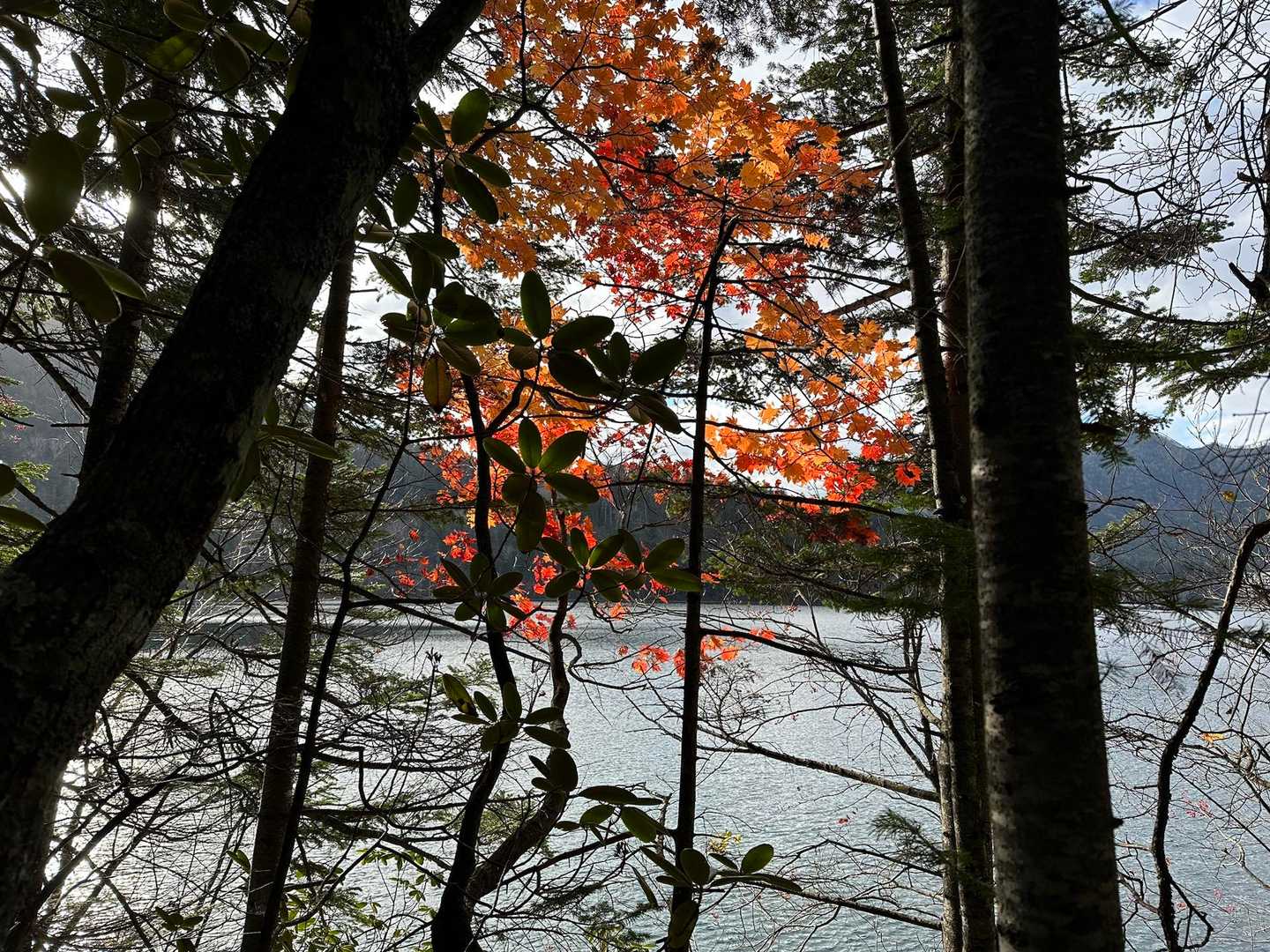 残った、紅葉🍁