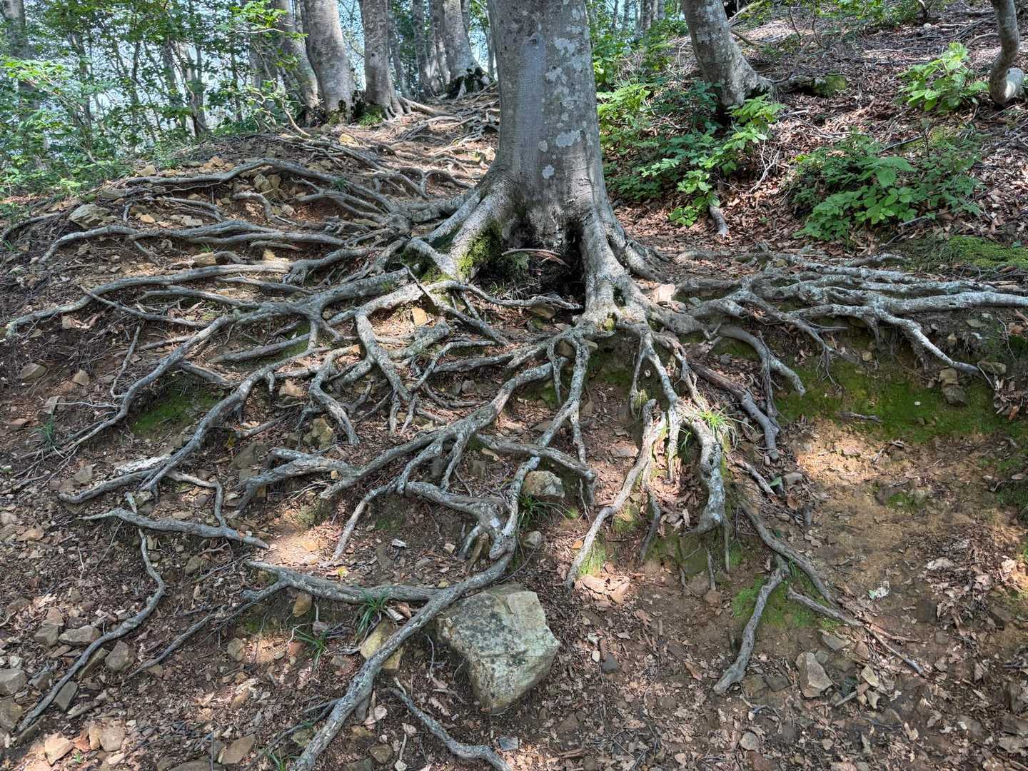 スカート根っこ