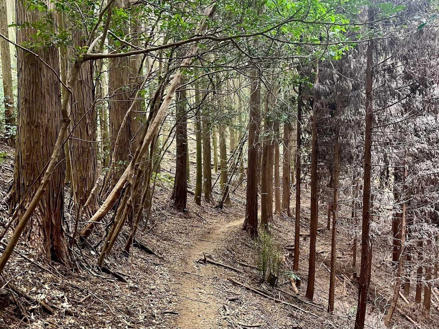 あまりにも平坦すぎて、身体温まらず|´-`)ﾁﾗｯ
🥷『走ってよかよ』
😊『はーい🙋‍♀️では、お先ぃ〜』