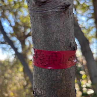 権現山。祠がある。