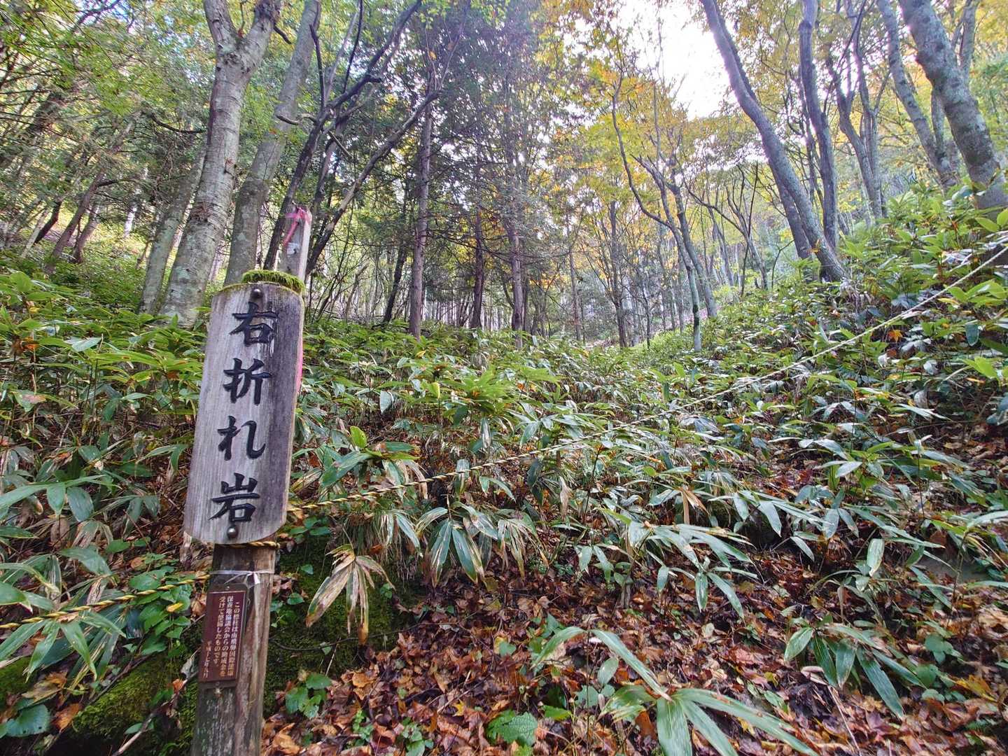 右折れ岩...
岩、どこにあるのか？？？