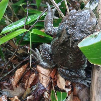 下山途中に大きなカエルがいます。🐸