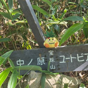 宝珠山。10分とYAMAPには書いてありましたが、藪漕ぎです。
下りは足元が見えないので要注意です。