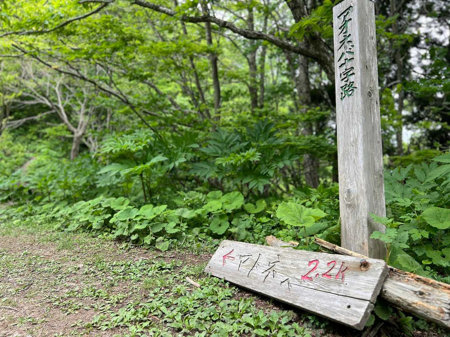 〈アオネバ十字路〉を通過。
アオネバ＝青粘。
青い地質の粘土層に由来します。
ここでは観察されなかったけれど、
縦走路上に、青い色の粘土の所ありました。