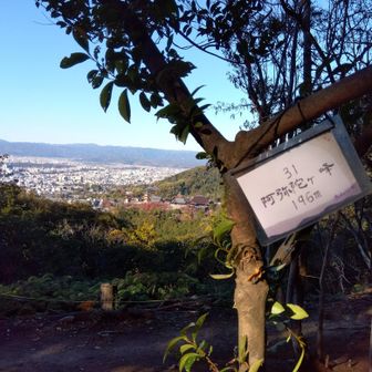 清水寺が見えます