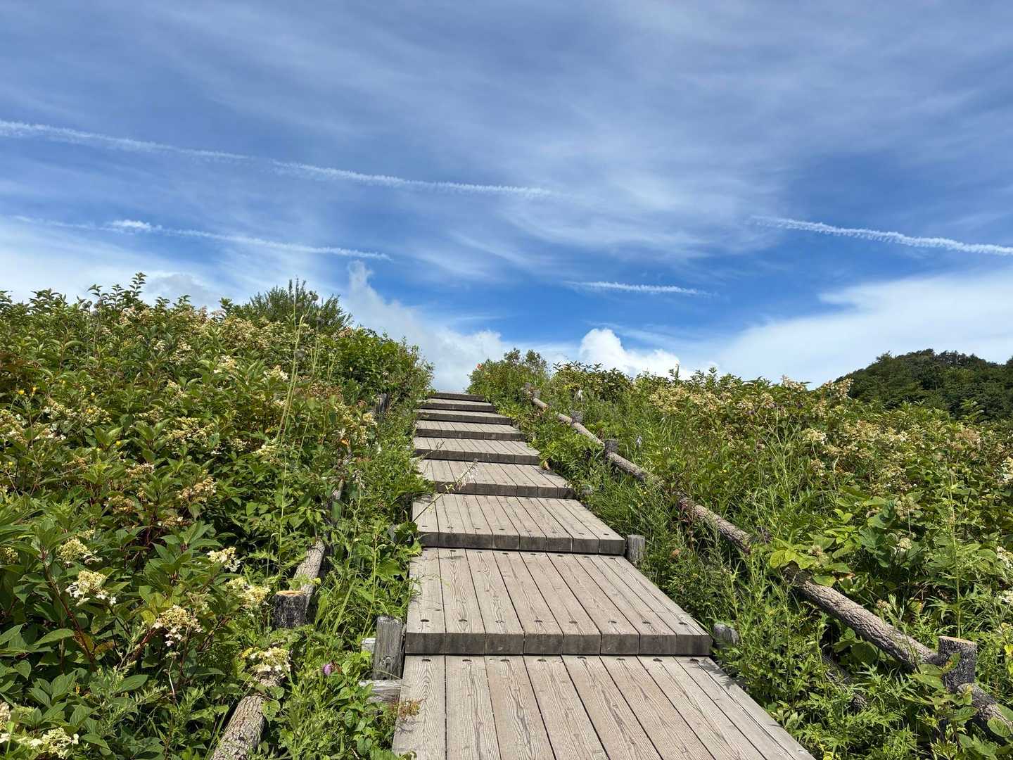 八島湿原バス停-八島湿原入口-霧ヶ峰湿原植物群落-男女倉山 周回コースの写真