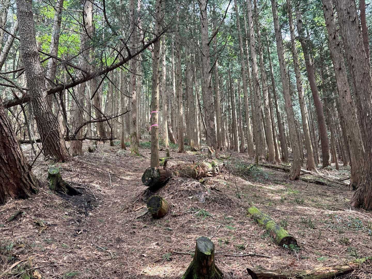 人工林を進みます🌲