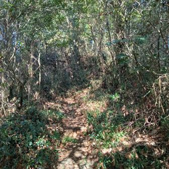 踏み跡をなぞれば、