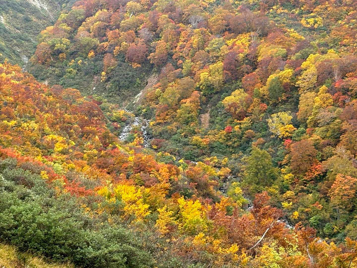 月山沢鮮やか✨