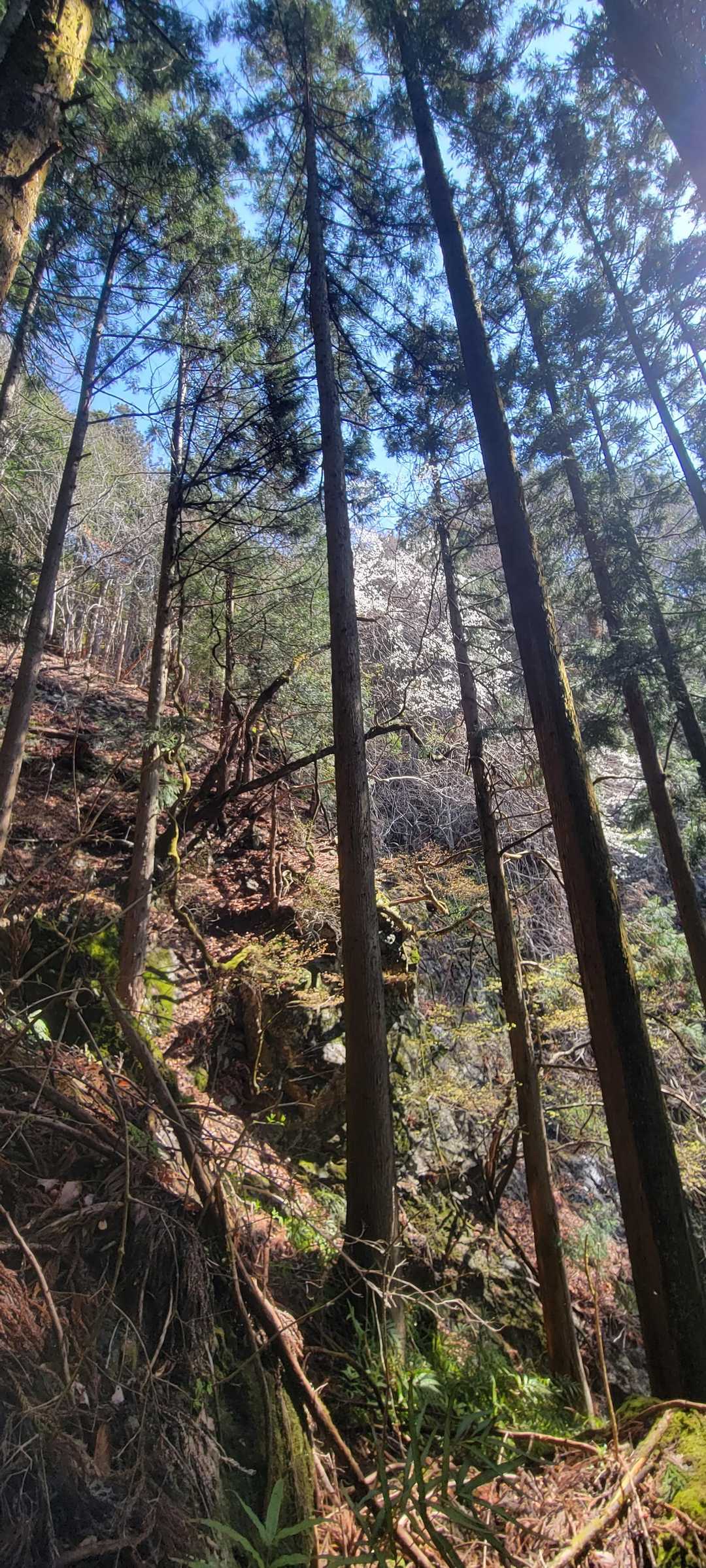 稲荷社 天神社 山神社-御岳山 往復コースの写真