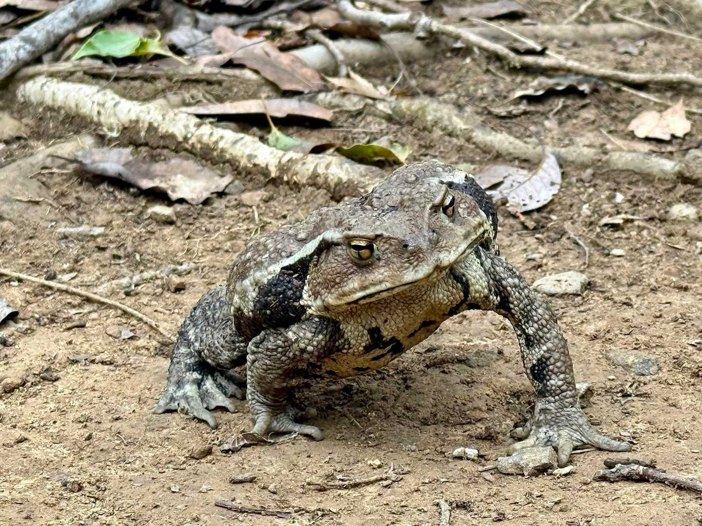 顔はこんな感じなんだね。
でかい。