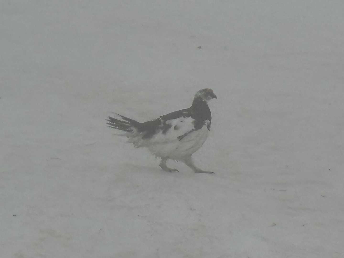 雷鳥