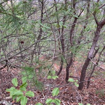 写真では分かりづらいですが、激下りです‼️
更に先は完全に崖‼️
ここから先は写真を撮る余裕なし。
心臓🫀がドキドキ💓でした。

【大晦日に怪我をしたら、シャレにならない‼️しかも、妻には山王山⛰️にちょっと行くと言っただけ・・・😆】

全集中🧘で下山しました🤣