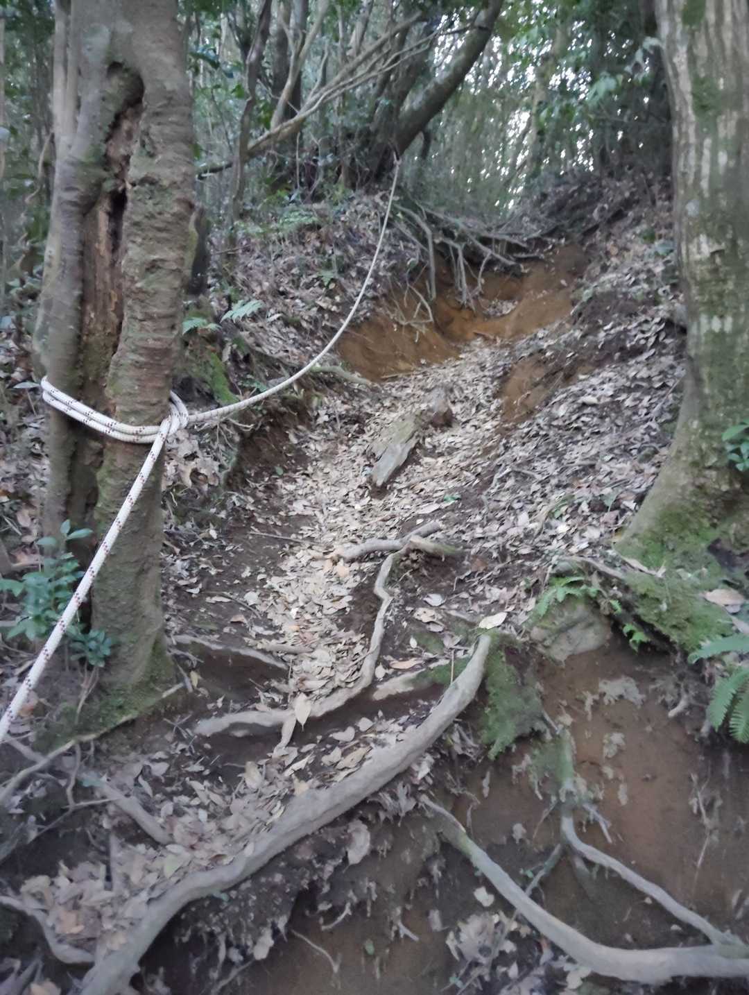 垂桜コース登山口-大箆柄岳 往復コースの写真