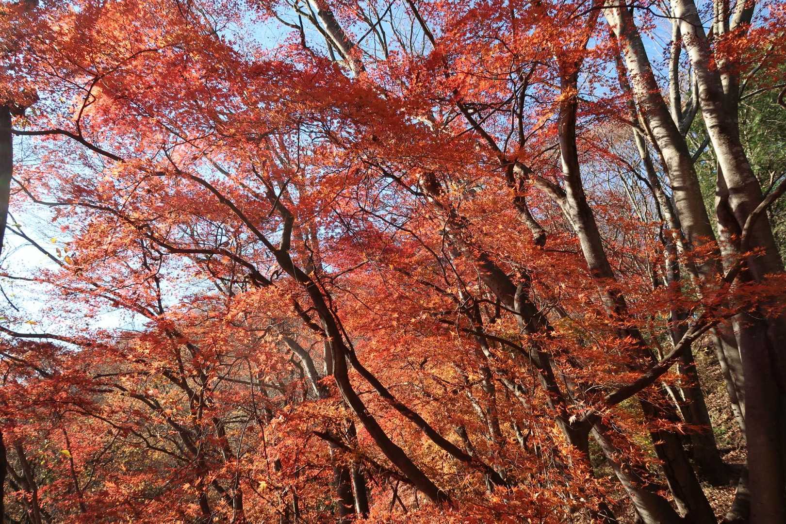 破風山-札立峠-大前山-秩父華巌前バス停-礼所前バス停-風 周回コースの写真