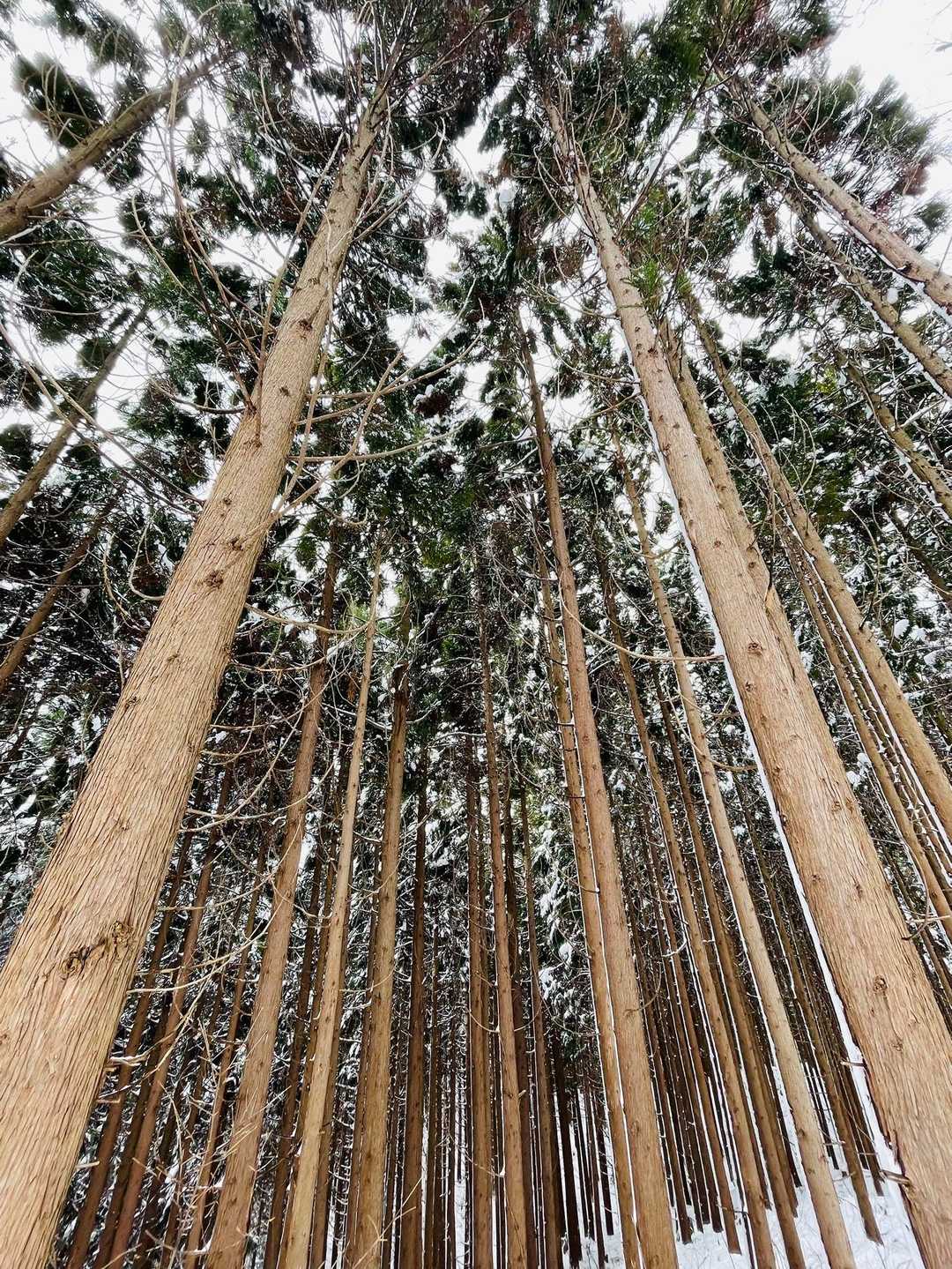 🌲立派です