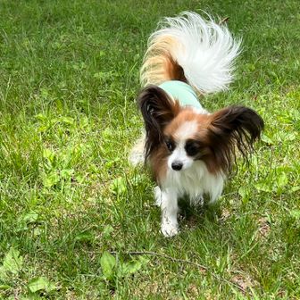 ワンコ連れたハイカーさん居まして、可愛いので撮影会になりました🐶
名はピコタン
ちゃんと歩いて登ってくるそうでエラいね👏