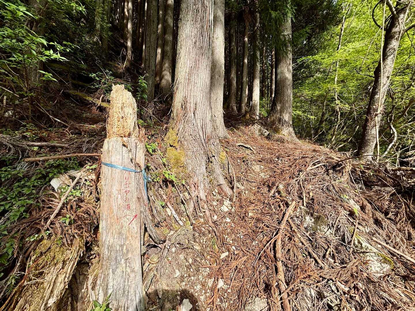登山口近くにバリゴヤって書いてたわ💦
気が付かなかった〜😅